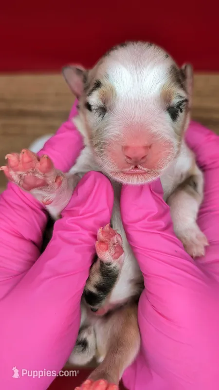 Quinn4Boy1- BMM, NBT, OFAs, genetics, blue eyes likely