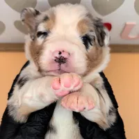 Quinn4Boy1- BMM, NBT, OFAs, genetics, blue eyes likely, a male Australian Shepherd for sale in South Hill, VA – Photo 1 of 10