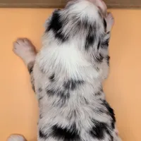 Quinn4Boy1- BMM, NBT, OFAs, genetics, blue eyes likely, a male Australian Shepherd for sale in South Hill, VA – Photo 10 of 10