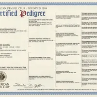 Quinn4Boy1- BMM, NBT, OFAs, genetics, blue eyes likely, a male Australian Shepherd for sale in South Hill, VA – Photo 4 of 10