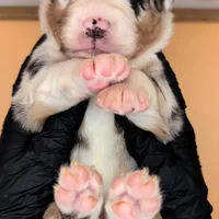 Quinn4Boy1- BMM, NBT, OFAs, genetics, blue eyes likely, a male Australian Shepherd for sale in South Hill, VA – Photo 9 of 10