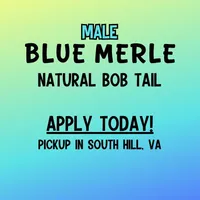 Quinn4Boy1- BMM, NBT, OFAs, genetics, blue eyes likely, a male Australian Shepherd for sale in South Hill, VA – Photo 5 of 10