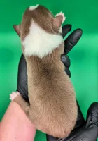 Jasmine3Boy4- RTM,NBT,CHIC/OFAs/DNA/AKC titled, blue eyes likely, a male Australian Shepherd for sale in South Hill, VA – 6 of 7