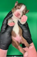Jasmine3Boy4- RTM,NBT,CHIC/OFAs/DNA/AKC titled, blue eyes likely, a male Australian Shepherd for sale in South Hill, VA – 2 of 7