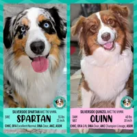 Quinn5Boy1- RMM,NBT, blue eyes likely, CHIC-OFA-DNA-AKC Titled Parents, a male Australian Shepherd for sale in South Hill, VA – 5 of 9