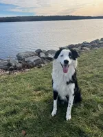 GRACE(Pepper1Girl2) and OSCAR, a female Australian Shepherd for sale in South Hill, VA – 2 of 10