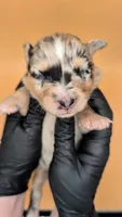 RemiGirl1- BMF, LONG tail, blue eyes 🤞 CHIC-OFA-DNA-AKC Titled Parents, a female Australian Shepherd for sale in South Hill, VA – 2 of 10
