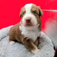 RON (Jasmine3Boy5) RTM+NBT+Blue Eyes🤞 CHIC-OFAs-DNA-AKC titled parents, a male Australian Shepherd for sale in South Hill, VA – 9 of 10