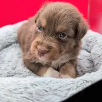 FRED (Jasmine3Boy2) RTM+LongTail+Blue Eyes🤞 CHIC-OFAs-DNA-AKC titled, a male Australian Shepherd for sale in South Hill, VA – 2 of 10