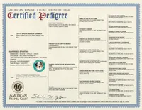 RemiGirl1- BMF, LONG tail, blue eyes 🤞 CHIC-OFA-DNA-AKC Titled Parents, a female Australian Shepherd for sale in South Hill, VA – 9 of 10