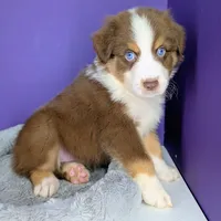 RON (Jasmine3Boy5) RTM+NBT+Blue Eyes🤞 CHIC-OFAs-DNA-AKC titled parents, a male Australian Shepherd for sale in South Hill, VA – 10 of 10