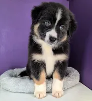 Raven3Boy2- BTM, LONG Tail, OFAs, genetics, blue eyes likely, a male Australian Shepherd for sale in South Hill, VA – 10 of 10