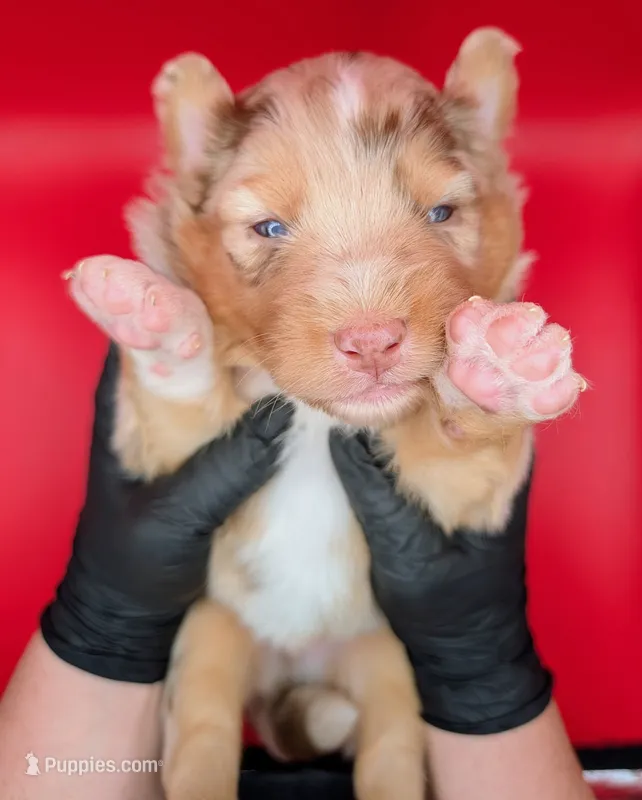Quinn5Girl2- RMF,LONG tail, blue eyes🤞CHIC-OFA-DNA-AKC Titled Parents – Australian Shepherd puppy for sale in South Hill, VA