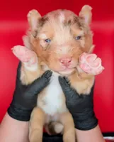 Quinn5Girl2- RMF,LONG tail, blue eyes🤞CHIC-OFA-DNA-AKC Titled Parents, a female Australian Shepherd for sale in South Hill, VA – 1 of 9