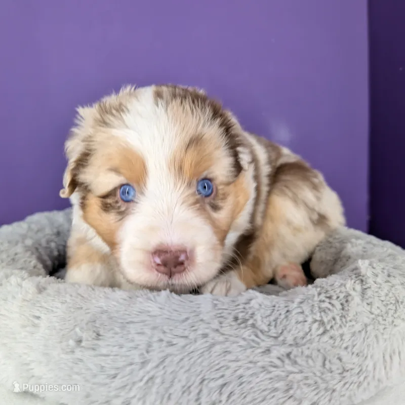 Quinn5Boy1- RMM,NBT, blue eyes likely, CHIC-OFA-DNA-AKC Titled Parents – Australian Shepherd puppy for sale in South Hill, VA