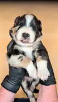 Raven3Girl2- BMF, LONG Tail, OFAs, genetics, blue eyes likely, a female Australian Shepherd for sale in South Hill, VA – 5 of 10