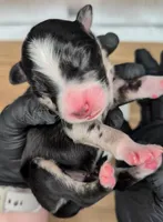 Raven3Girl2- BMF, LONG Tail, OFAs, genetics, blue eyes likely, a female Australian Shepherd for sale in South Hill, VA – 8 of 10