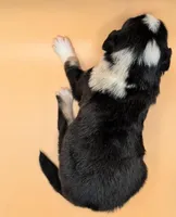 Raven3Girl2- BMF, LONG Tail, OFAs, genetics, blue eyes likely, a female Australian Shepherd for sale in South Hill, VA – 2 of 10