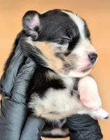 Raven3Girl2- BMF, LONG Tail, OFAs, genetics, blue eyes likely, a female Australian Shepherd for sale in South Hill, VA – 4 of 10