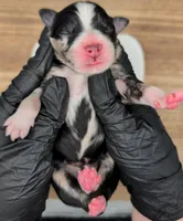 Raven3Girl2- BMF, LONG Tail, OFAs, genetics, blue eyes likely, a female Australian Shepherd for sale in South Hill, VA – 7 of 10