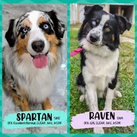Raven3Girl1- BMF, LONG Tail, OFAs, genetics, blue eyes likely, a female Australian Shepherd for sale in South Hill, VA – Photo 5 of 9