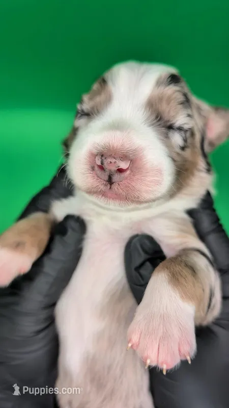 Raven3Girl1- BMF, LONG Tail, OFAs, genetics, blue eyes likely – Australian Shepherd puppy for sale in South Hill, VA