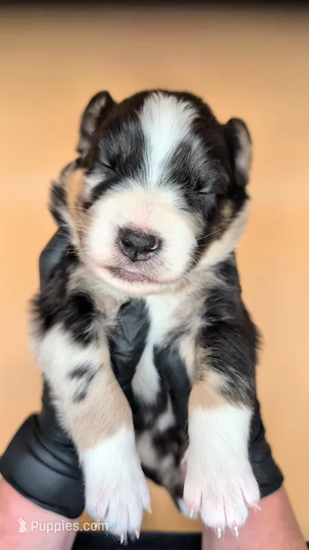 Raven3Girl2- BMF, LONG Tail, OFAs, genetics, blue eyes likely – Australian Shepherd puppy for sale in South Hill, VA