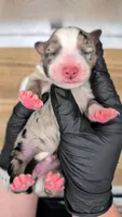 Raven3Girl1- BMF, LONG Tail, OFAs, genetics, blue eyes likely, a female Australian Shepherd for sale in South Hill, VA – Photo 9 of 9