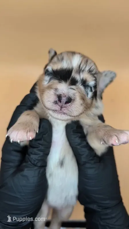 RemiGirl1- BMF, LONG tail, blue eyes 🤞 CHIC-OFA-DNA-AKC Titled Parents – Australian Shepherd puppy for sale in South Hill, VA