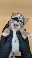 RemiGirl1- BMF, LONG tail, blue eyes 🤞 CHIC-OFA-DNA-AKC Titled Parents, a female Australian Shepherd for sale in South Hill, VA – 1 of 10