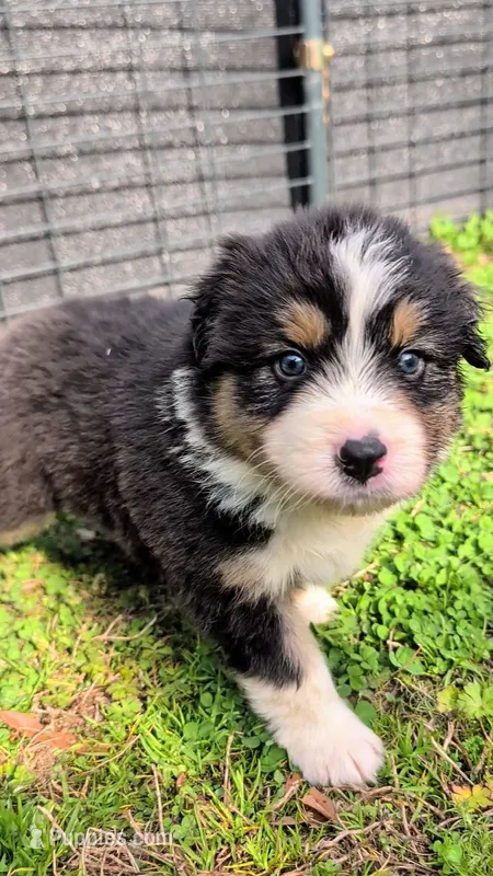Quinn4Boy5- BTM, Long Tail,OFAs, genetics, blue eyes likely – Australian Shepherd puppy for sale in South Hill, VA