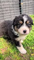 Quinn4Boy5- BTM, Long Tail,OFAs, genetics, a male Australian Shepherd for sale in South Hill, VA – Photo 2 of 10