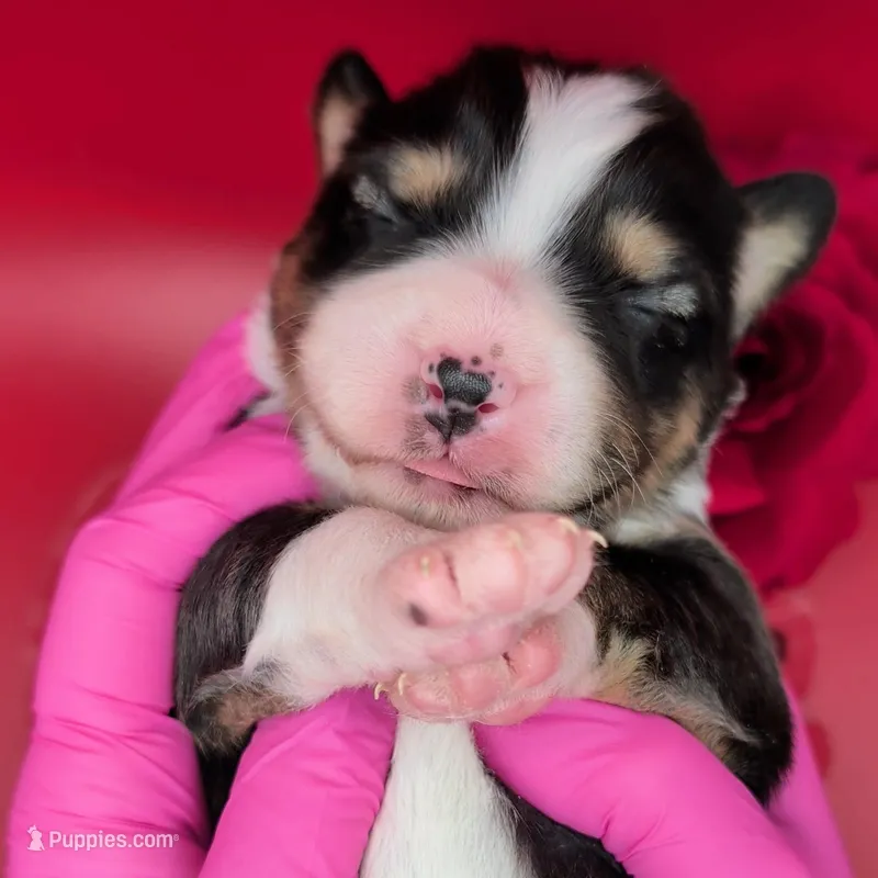 Quinn4Boy5- BTM, Long Tail,OFAs, genetics, blue eyes likely