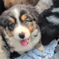 Quinn4Boy5- BTM, Long Tail,OFAs, genetics, a male Australian Shepherd for sale in South Hill, VA – Photo 10 of 10