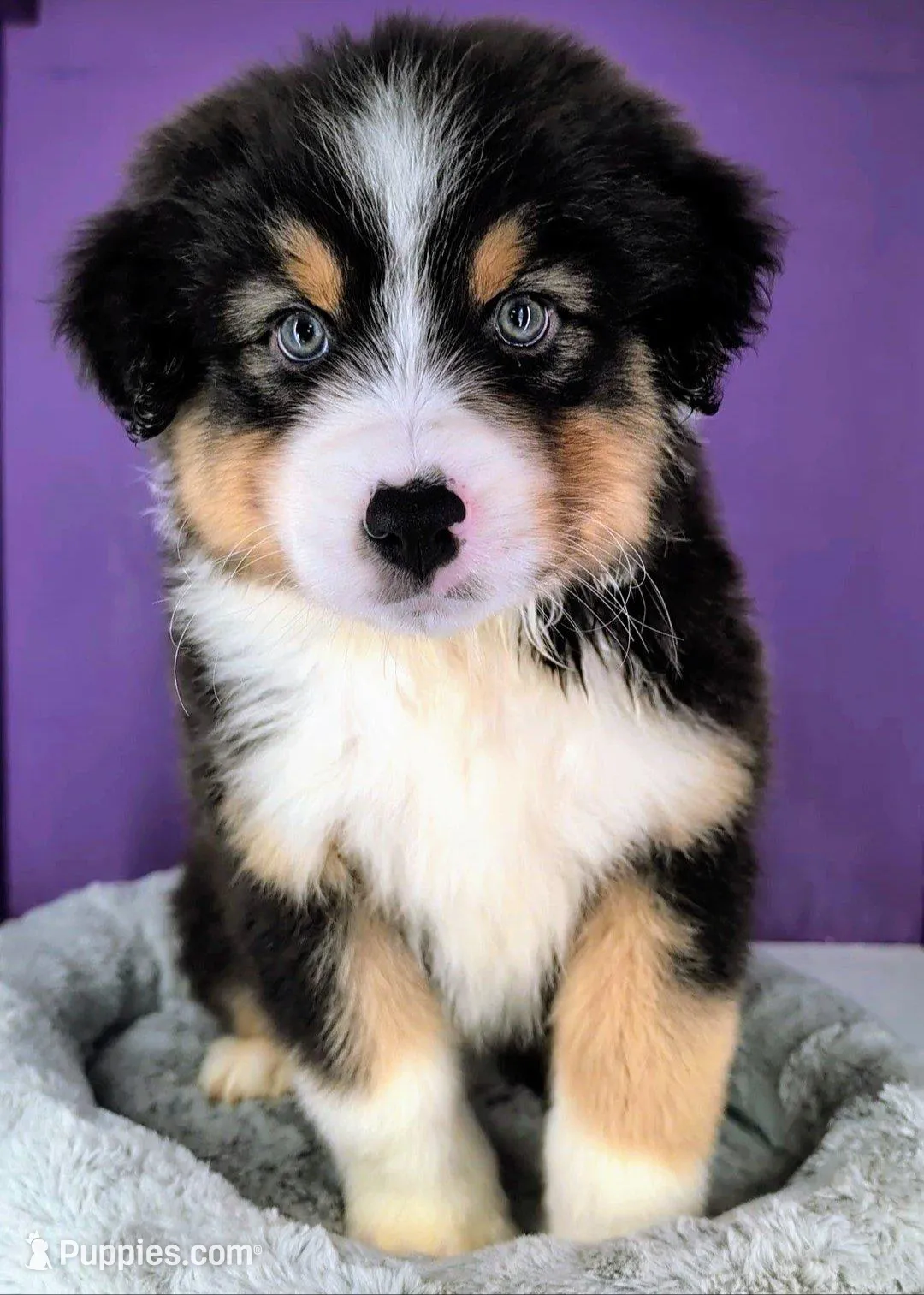 Quinn4Boy5- BTM, Long Tail,OFAs, genetics – Australian Shepherd puppy for sale in South Hill, VA