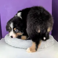 Quinn4Boy5- BTM, Long Tail,OFAs, genetics, a male Australian Shepherd for sale in South Hill, VA – Photo 9 of 10