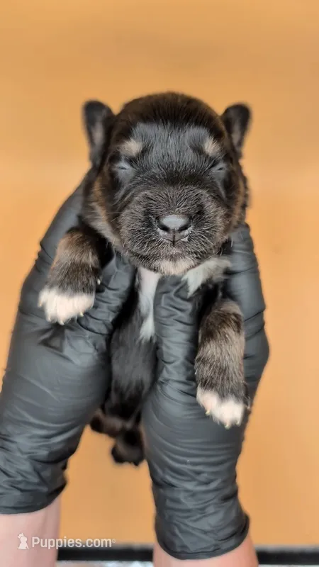 Remi4Boy4- BTM, LONG tail, blue eyes 🤞 CHIC-OFA-DNA-AKC Titled Parents – Australian Shepherd puppy for sale in South Hill, VA