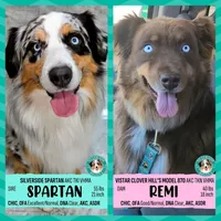 Remi4Boy2- RMM, LONG tail, blue eyes 🤞 CHIC-OFA-DNA-AKC Titled Parents, a male Australian Shepherd for sale in South Hill, VA – 7 of 10
