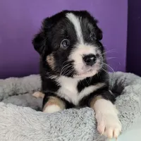Raven3Boy2- BTM, LONG Tail, OFAs, genetics, blue eyes likely, a male Australian Shepherd for sale in South Hill, VA – 8 of 10