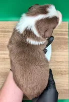 Jasmine3Boy5 RTM+NBT+Blue Eyes🤞 CHIC-OFAs-DNA-AKC titled parents, a male Australian Shepherd for sale in South Hill, VA – 10 of 10