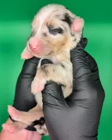 Jasmine3Girl1- BMF,LongTail,CHIC/OFAs/DNA/AKC titled, blue eyes likely, a female Australian Shepherd for sale in South Hill, VA – 2 of 9
