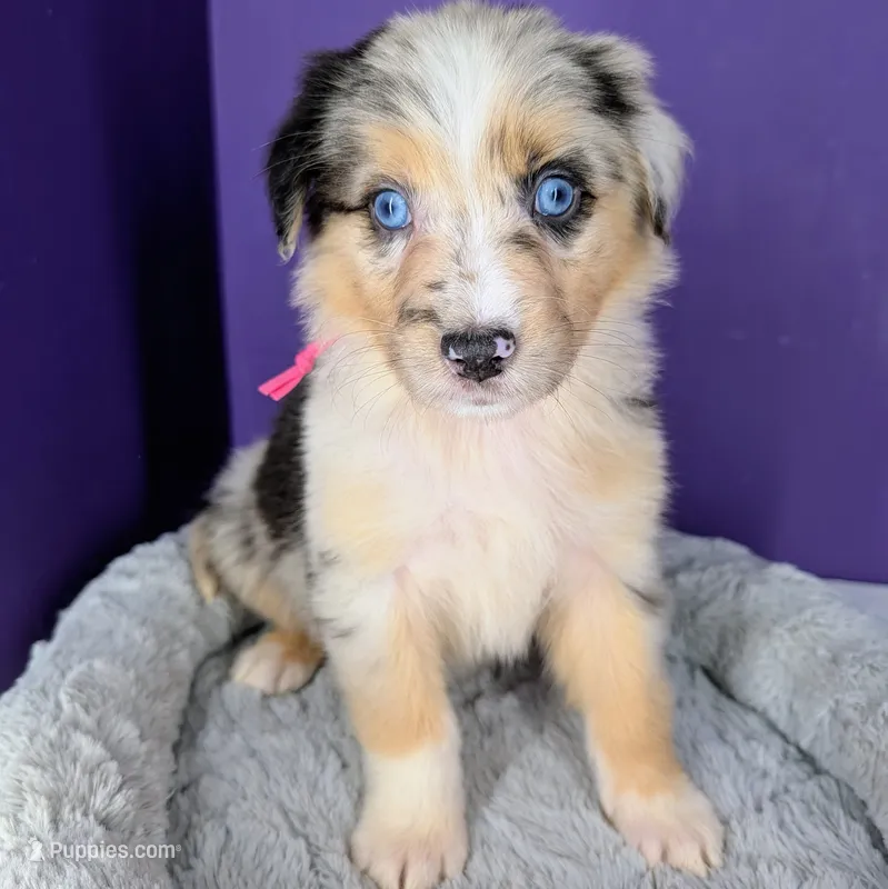 Jasmine3Girl1 BMF+LongTail+Blue Eyes🤞 CHIC-OFAs-DNA-AKC titled – Australian Shepherd puppy for sale in South Hill, VA