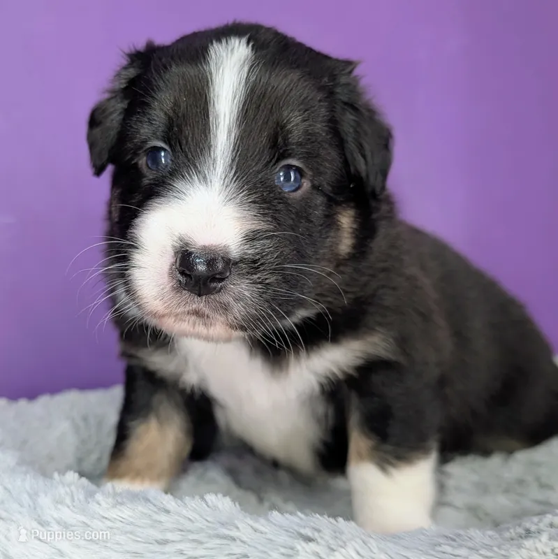Raven3Boy2- BTM, LONG Tail, OFAs, genetics, blue eyes likely – Australian Shepherd puppy for sale in South Hill, VA