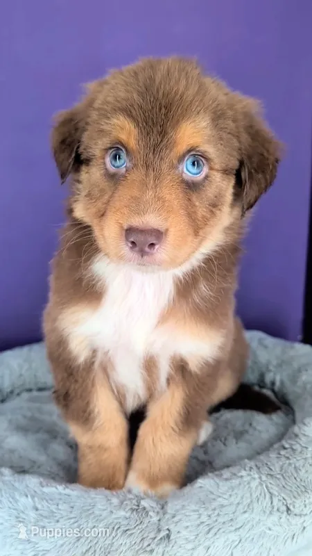 Jasmine3Boy3 RTM+LongTail+Blue Eyes🤞 CHIC-OFAs-DNA-AKC titled – Australian Shepherd puppy for sale in South Hill, VA