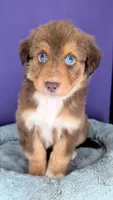 GEORGE (Jasmine3Boy3) RTM+LongTail+Blue Eyes🤞 CHIC-OFAs-DNA-AKC titled, a male Australian Shepherd for sale in South Hill, VA – 1 of 10