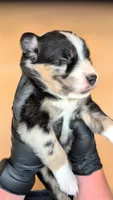 Raven3Girl2- BTM, LONG Tail, OFAs, genetics, blue eyes likely, a female Australian Shepherd for sale in South Hill, VA – 2 of 9