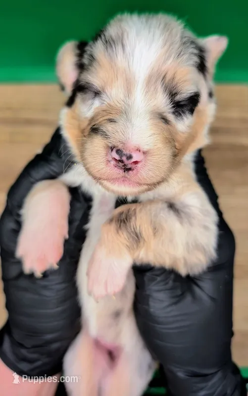 Jasmine3Girl1 BMF+LongTail+Blue Eyes🤞 CHIC-OFAs-DNA-AKC titled – Australian Shepherd puppy for sale in South Hill, VA