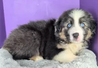 Quinn4Boy4- BTM, NBT, OFAs, genetics, blue eyes likely, a male Australian Shepherd for sale in South Hill, VA – Photo 3 of 9