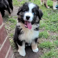 Quinn4Boy4- BTM, NBT, OFAs, genetics, blue eyes likely, a male Australian Shepherd for sale in South Hill, VA – Photo 7 of 9