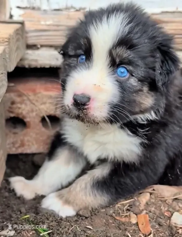 Quinn4Boy4- BTM, NBT, OFAs, genetics, blue eyes likely – Australian Shepherd puppy for sale in South Hill, VA